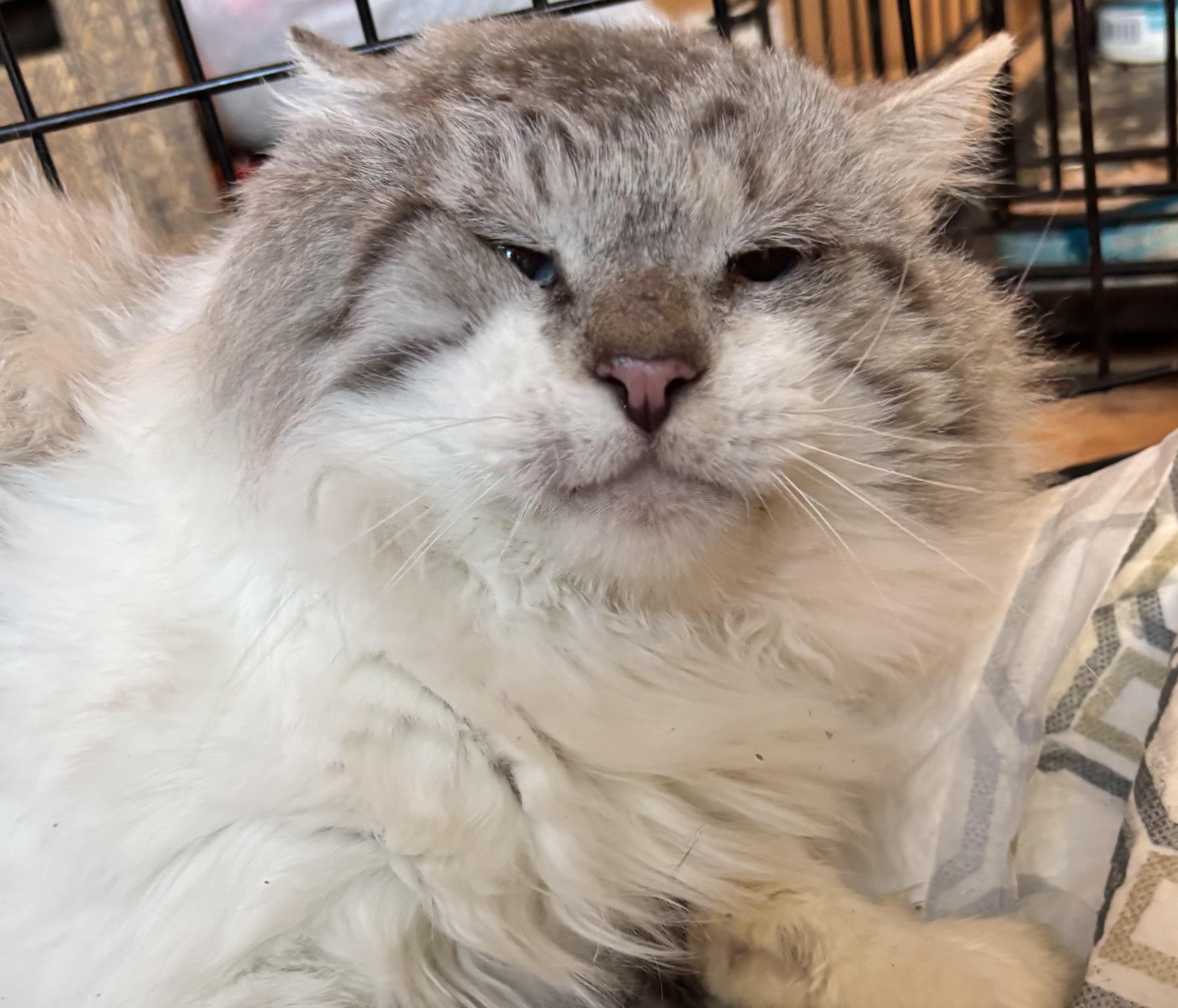 Enlarge Monty, a Adopted mixed breed in San Diego, CA image 2/3