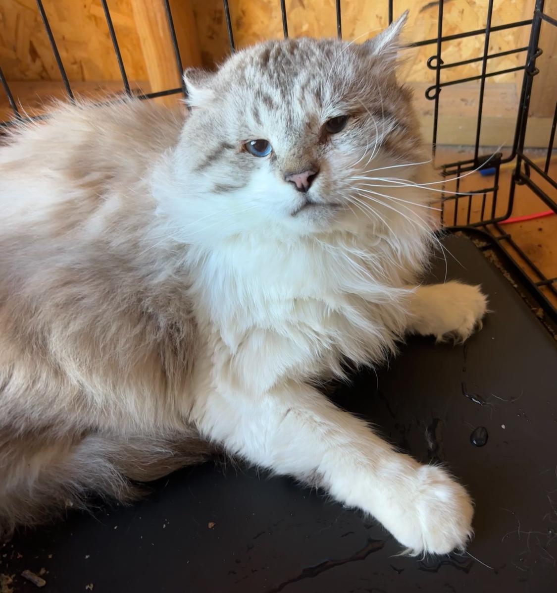 Monty, Adopted, Adult Male Ragdoll.