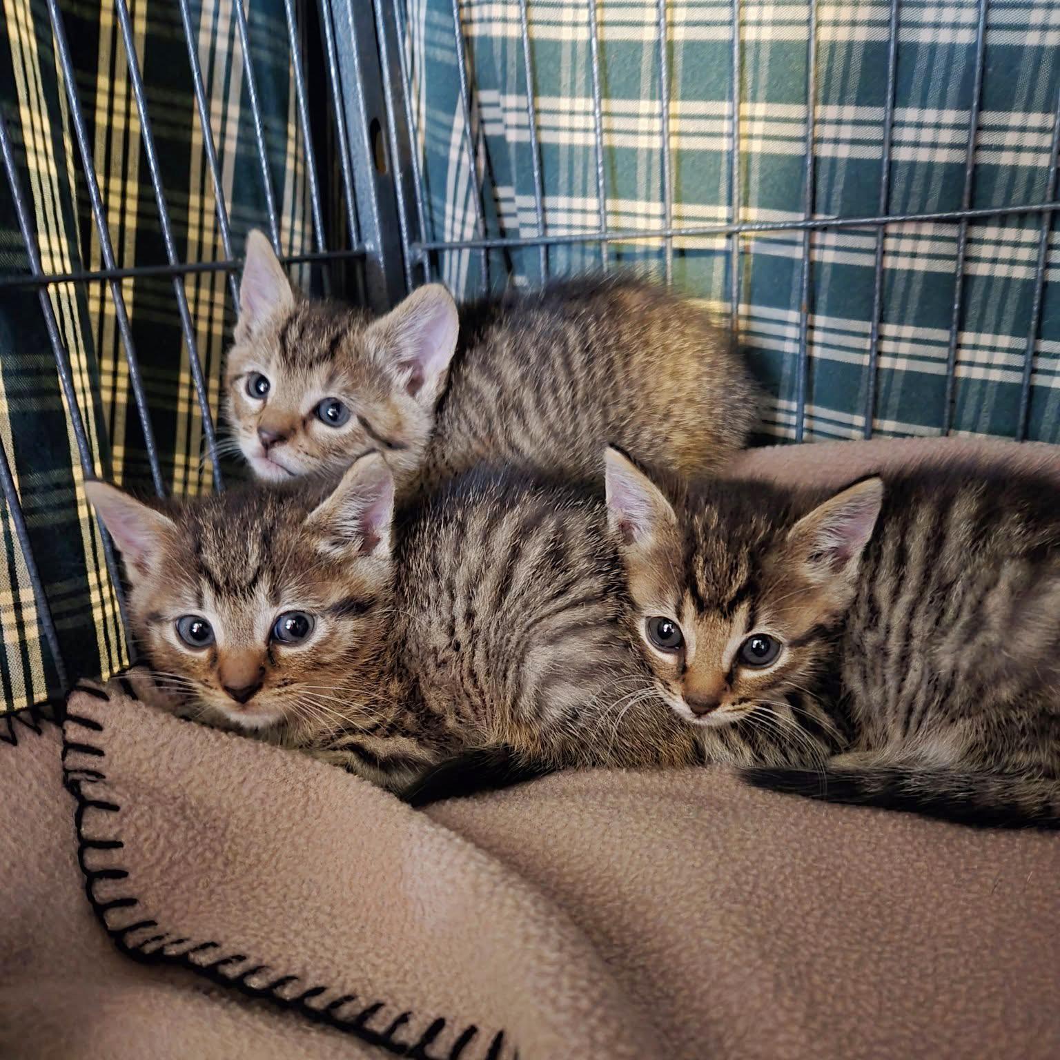 Enlarge Brooklyn, a Adoptable mixed breed in Harrisburg, PA image 5/5