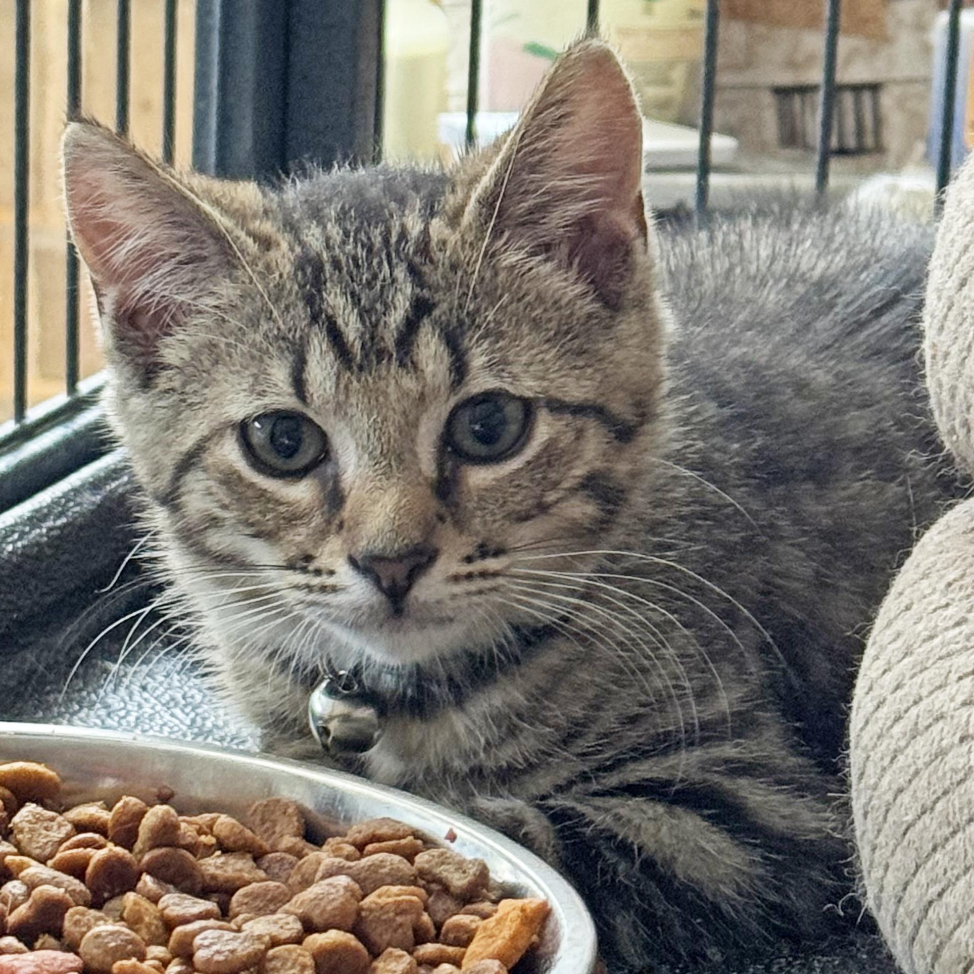 Brooklyn, Adoptable, Kitten Female Tabby & Domestic Short Hair.