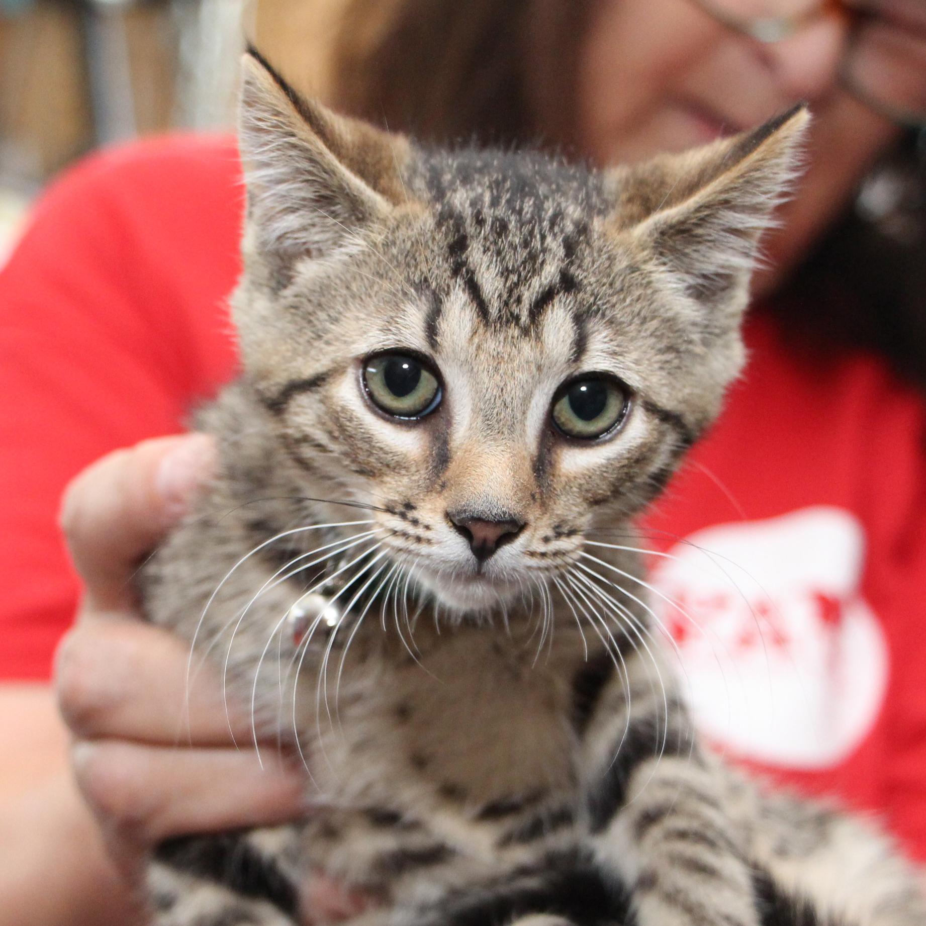 Enlarge Brooklyn, a Adoptable mixed breed in Harrisburg, PA image 2/5