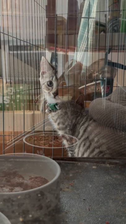 Enlarge Brooklyn, a Adoptable mixed breed in Harrisburg, PA video 4/5