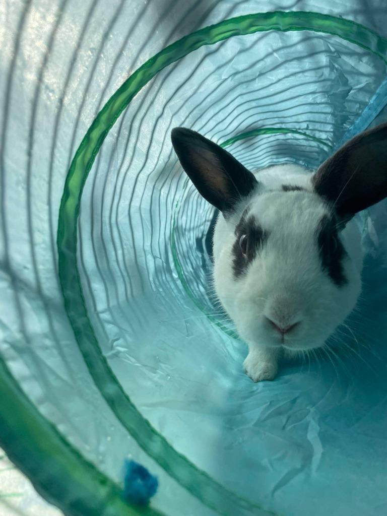 BunBun, Adoptable, Senior Male English Spot.