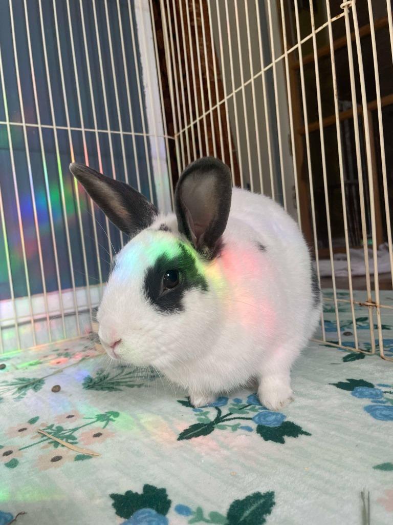 Enlarge BunBun, a Adoptable English Spot in FRANKTON, IN image 3/5