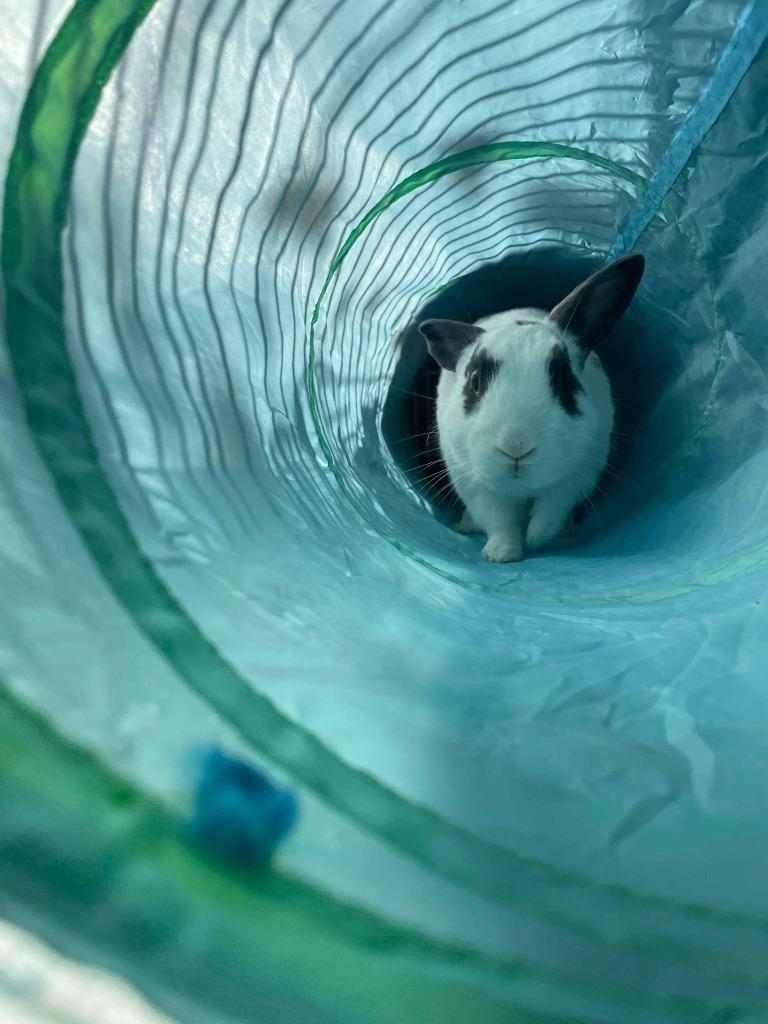 Enlarge BunBun, a Adoptable English Spot in FRANKTON, IN image 4/5