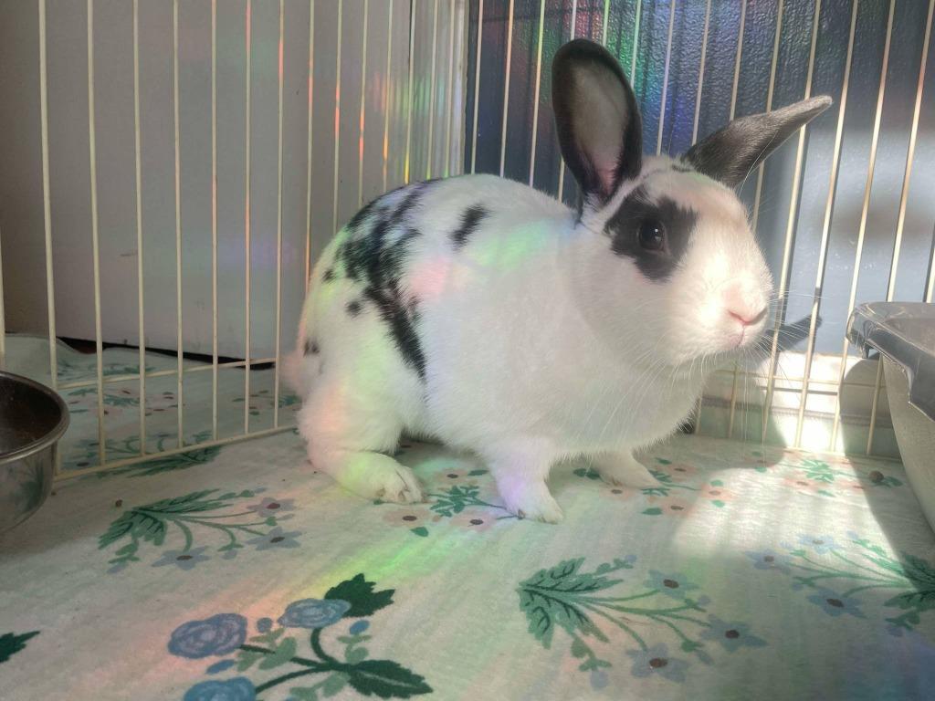 Enlarge BunBun, a Adoptable English Spot in FRANKTON, IN image 5/5