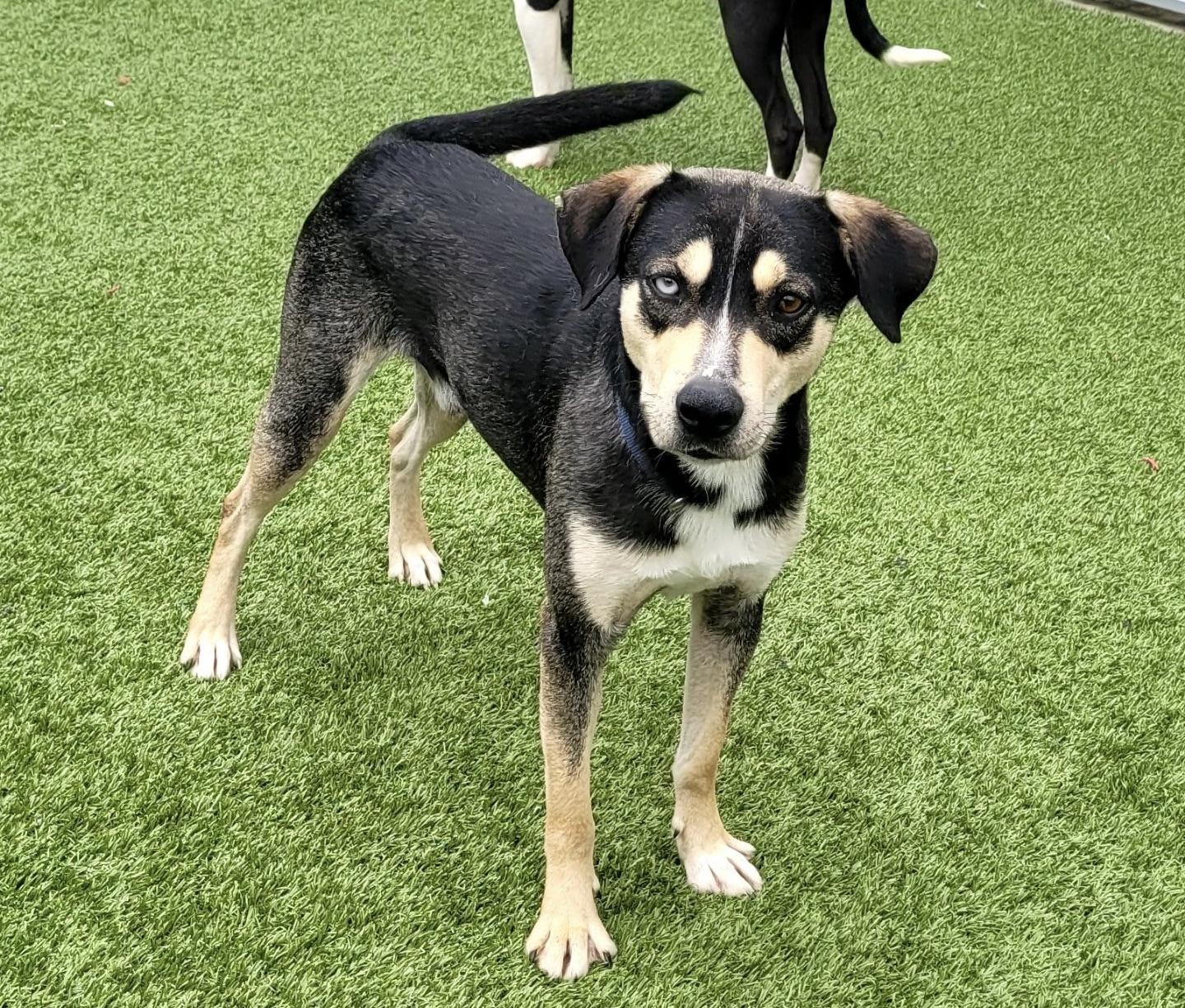 Rip, Adult Male Mixed Breed