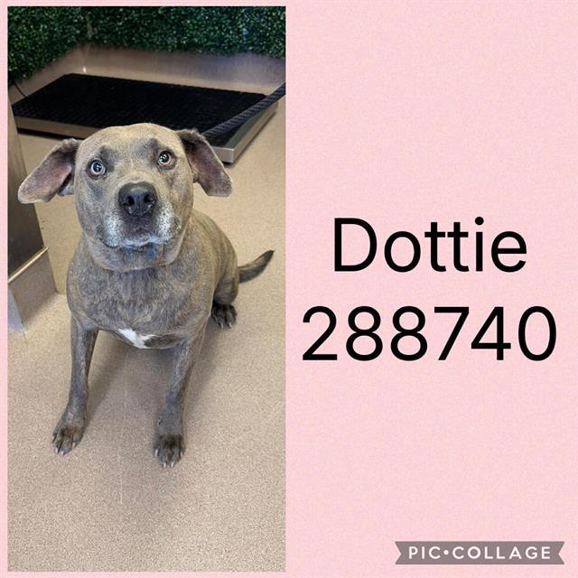DOTTIE, Adoptable, Adult Female Mixed Breed.