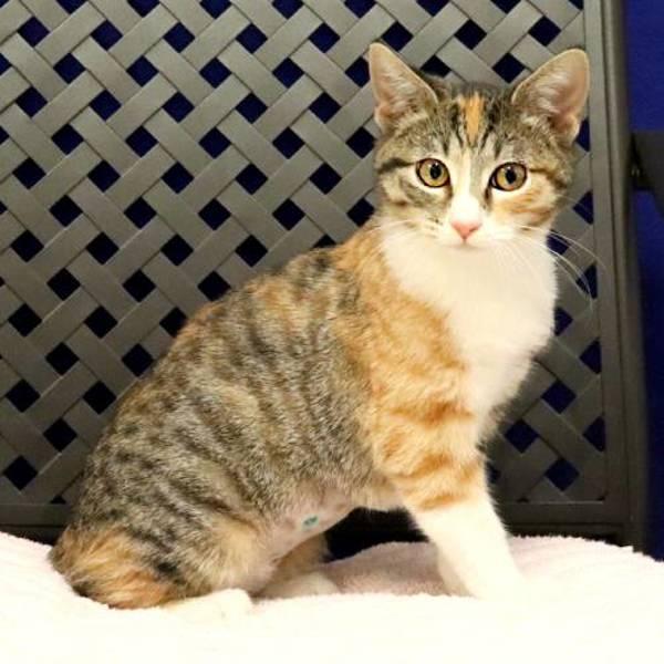 Enlarge Jazz, a Adoptable mixed breed in Midland, TX image 1/2