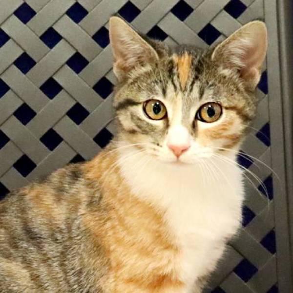 Enlarge Jazz, a Adoptable mixed breed in Midland, TX image 2/2