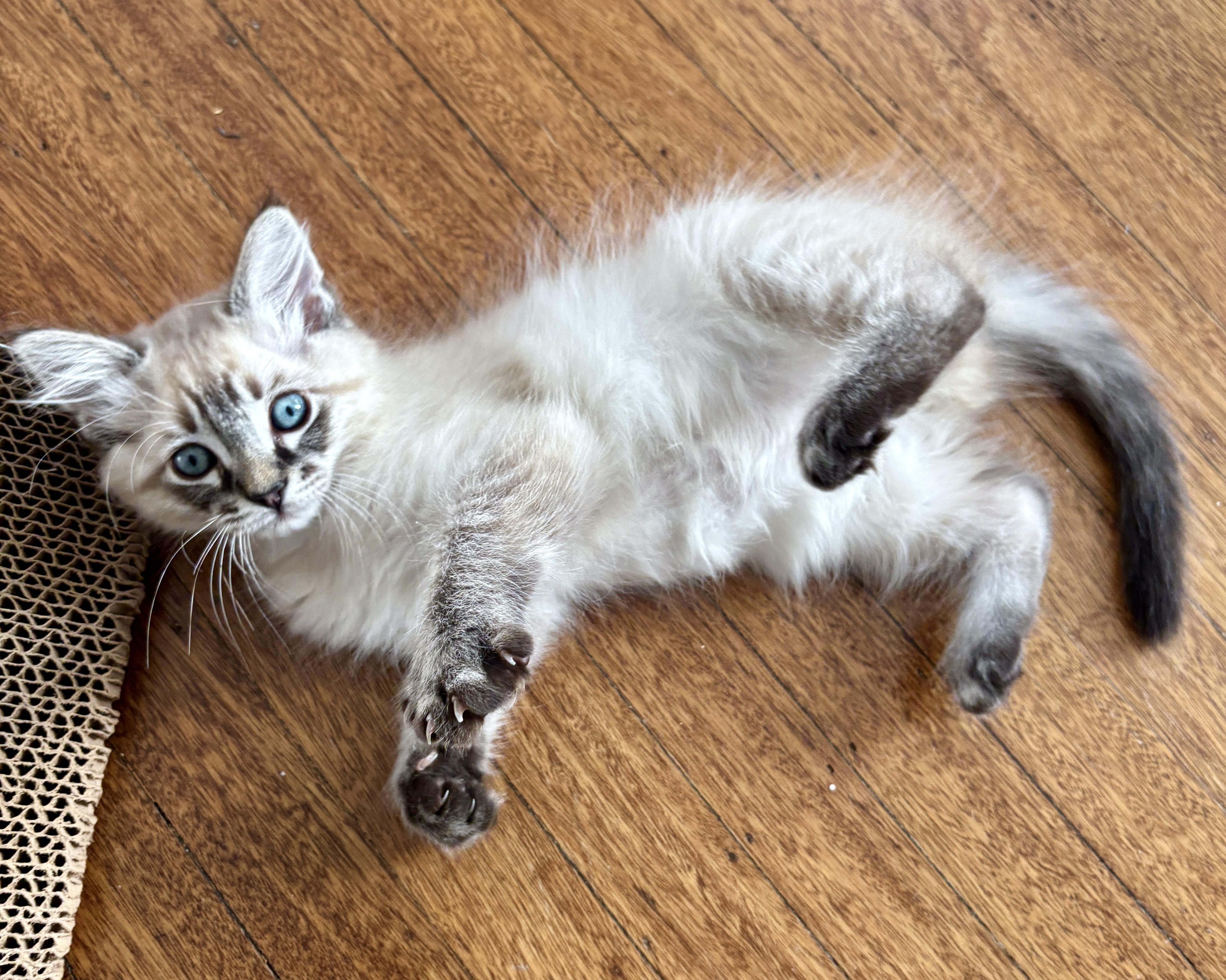 Ilya (bonded with Jane), Adopted, Kitten Male Domestic Short Hair.