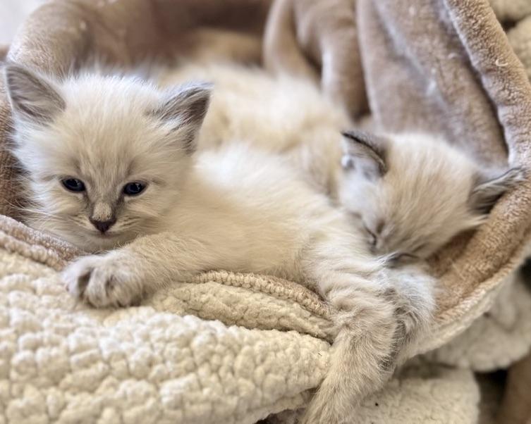 Ilya (bonded with Jane), a Adopted Domestic Short Hair in San Francisco, CA image 3/6
