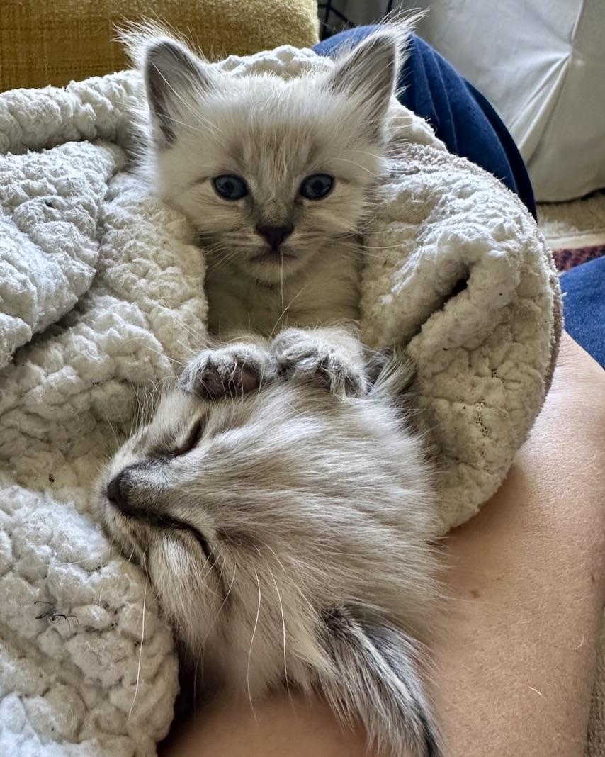 Ilya (bonded with Jane), a Adopted Domestic Short Hair in San Francisco, CA image 5/6