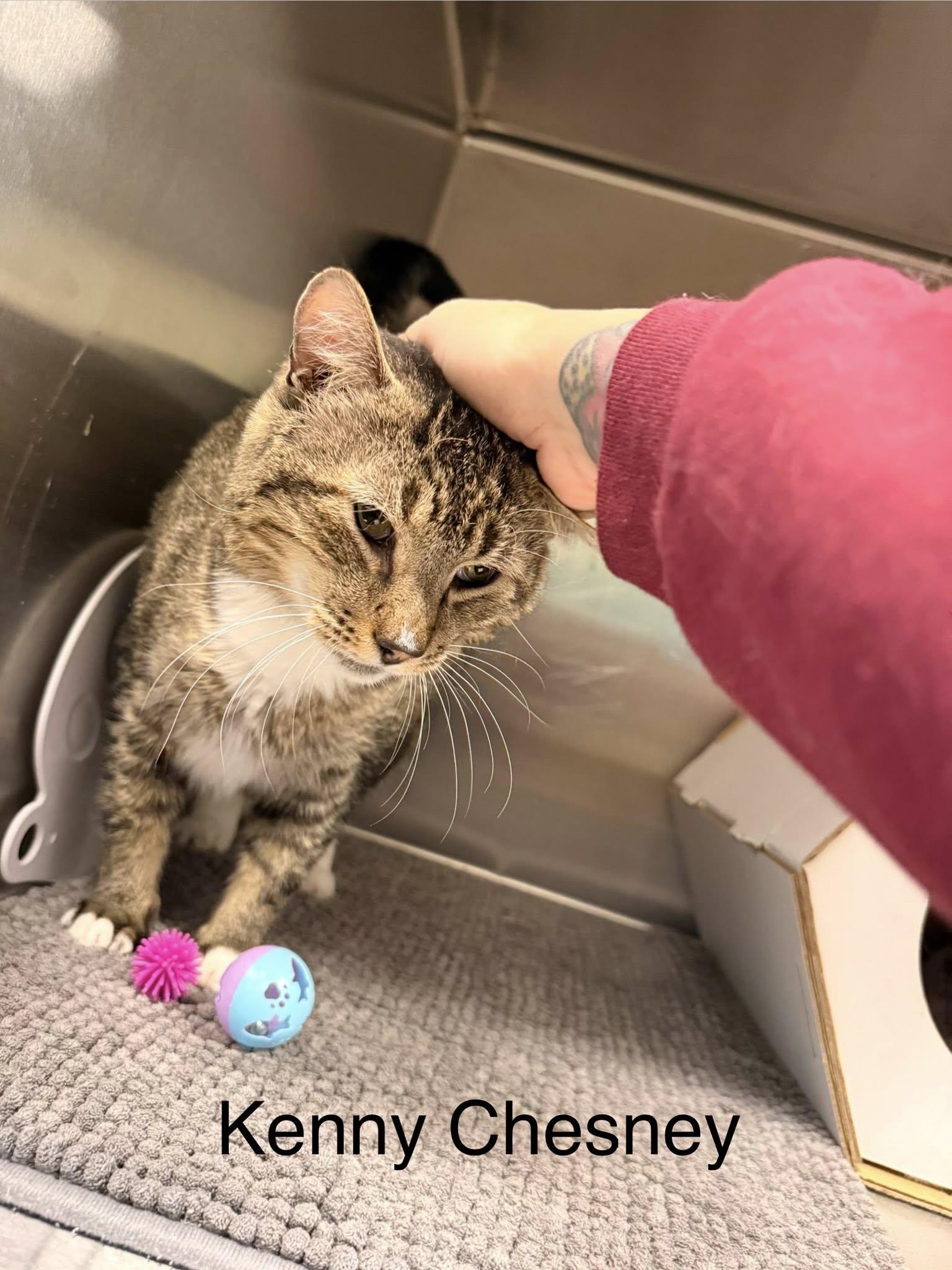 Kenny Chesney, ADOPTABLE, Adult Male Domestic Short Hair.