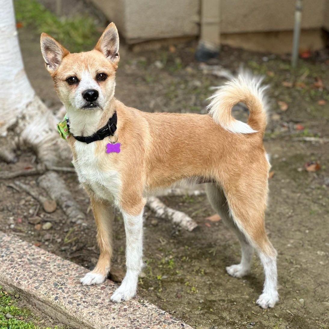 Peter Benjamin "Pete", a Adoptable mixed breed in Tracy, CA image 1/5