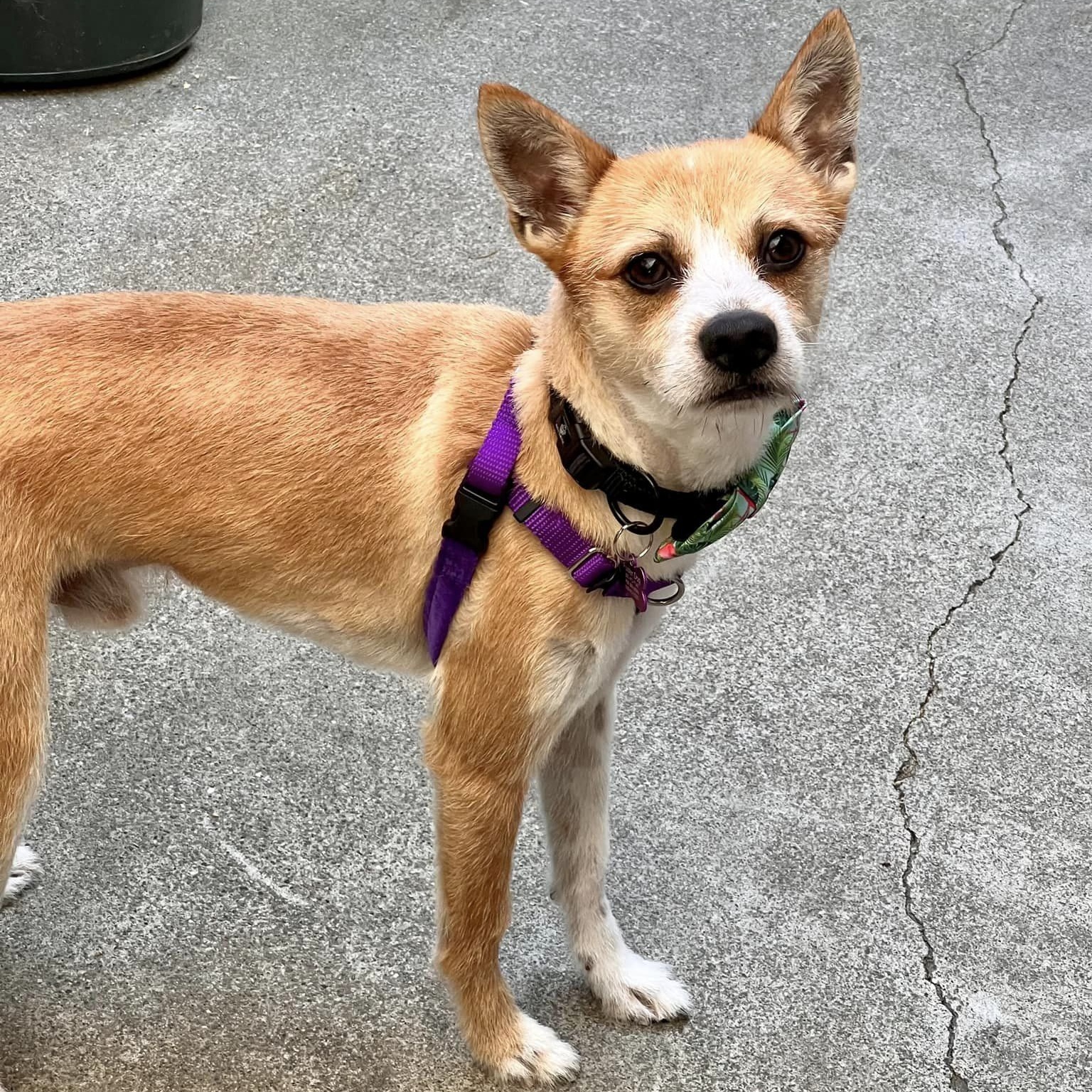 Peter Benjamin "Pete", a Adoptable mixed breed in Tracy, CA image 2/5