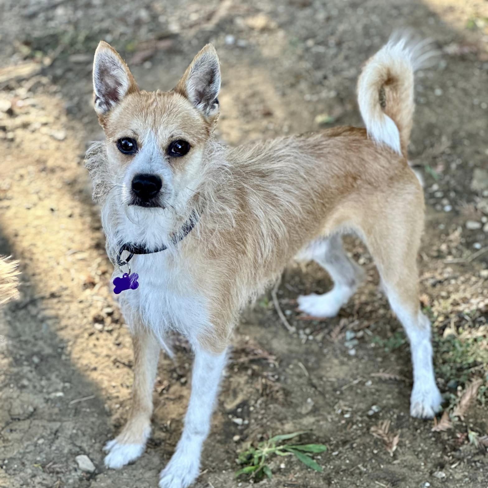 Peter Benjamin "Pete", a Adoptable mixed breed in Tracy, CA image 5/5