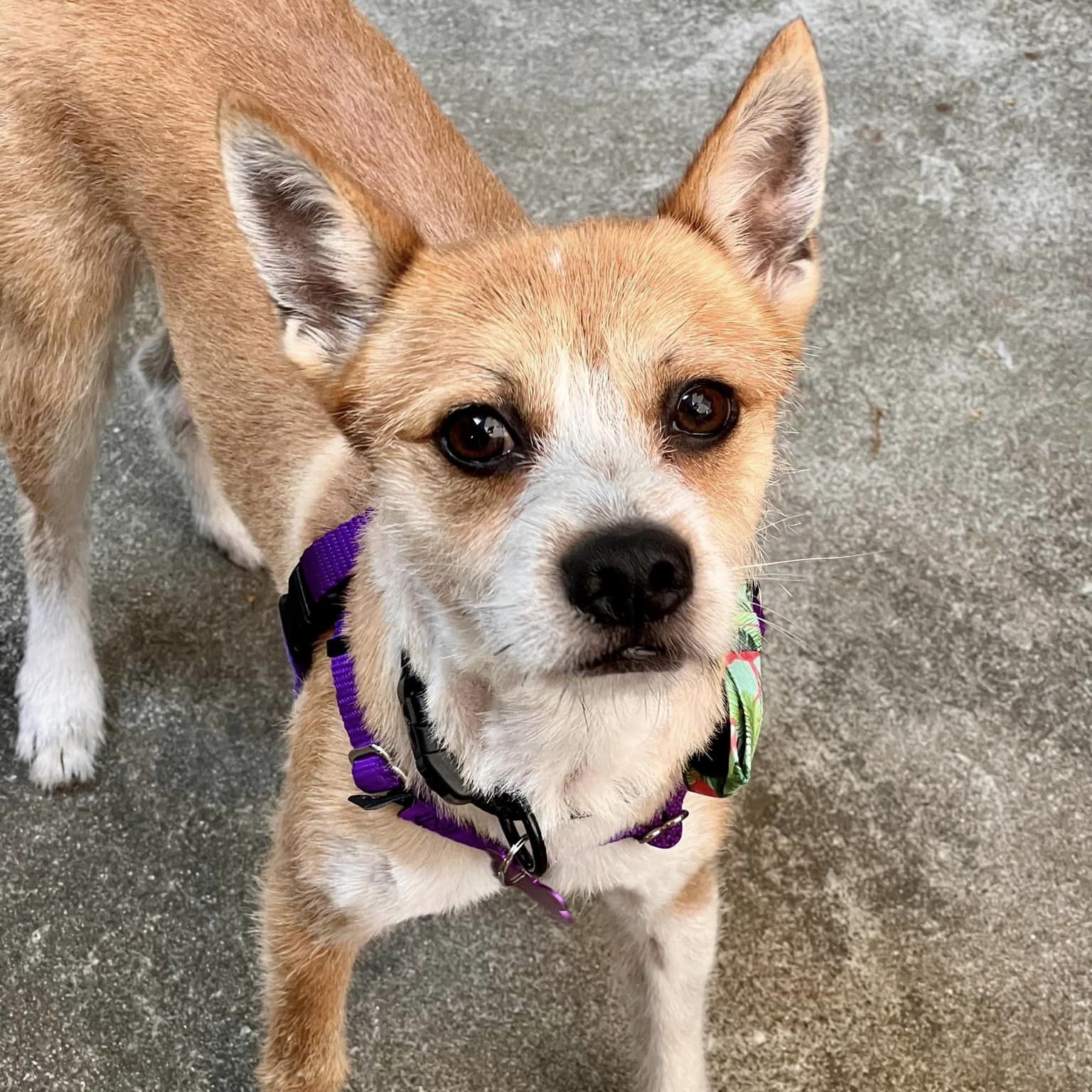 Peter Benjamin "Pete", a Adoptable mixed breed in Tracy, CA image 3/5