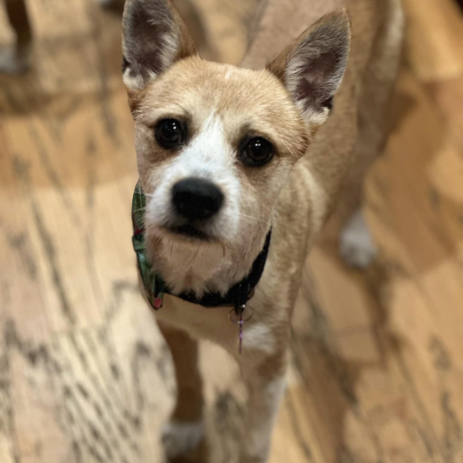 Peter Benjamin "Pete", a Adoptable mixed breed in Tracy, CA image 4/5