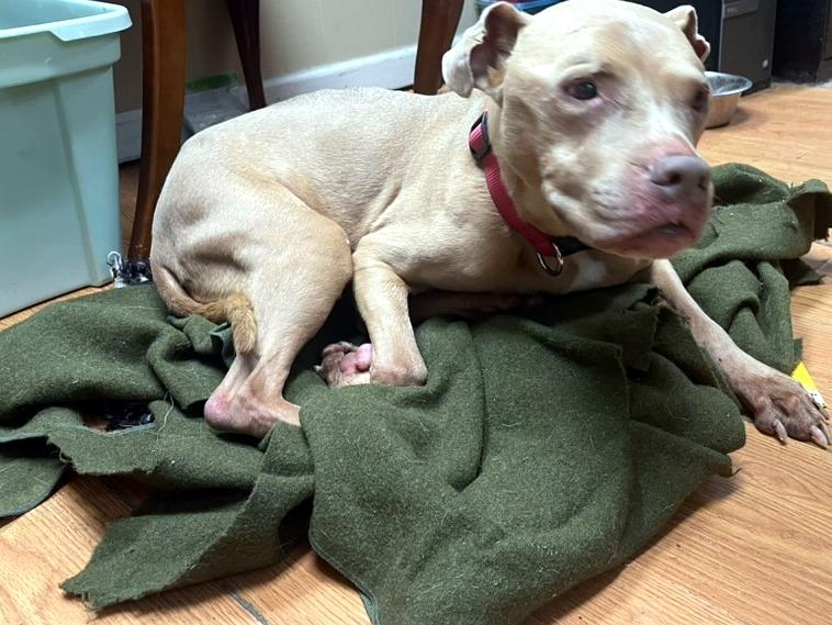 Enlarge Lady, a Adoptable mixed breed in Petersburg, VA image 2/6