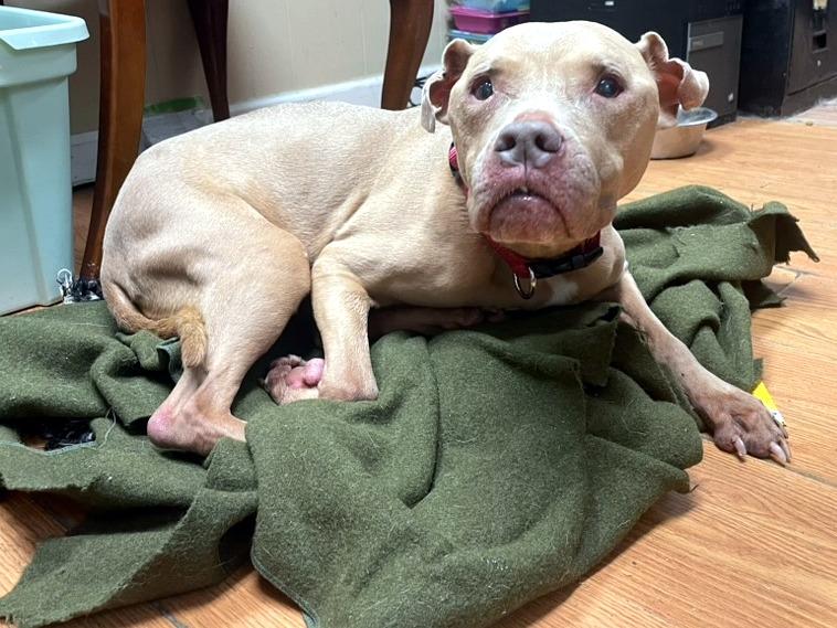 Enlarge Lady, a Adoptable mixed breed in Petersburg, VA image 1/6