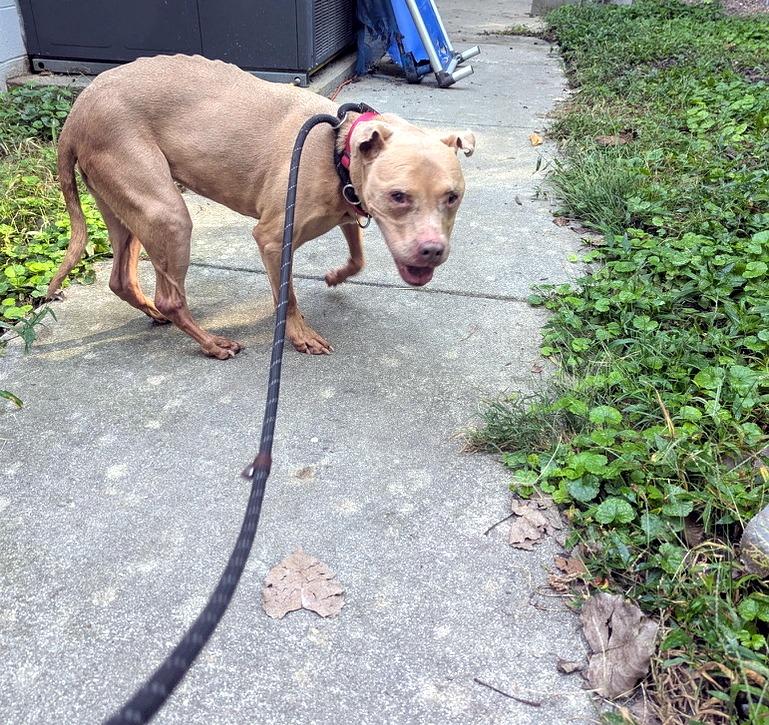 Enlarge Lady, a Adoptable mixed breed in Petersburg, VA image 3/6