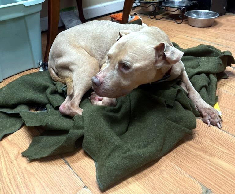 Enlarge Lady, a Adoptable mixed breed in Petersburg, VA image 5/6