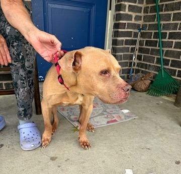 Enlarge Lady, a Adoptable mixed breed in Petersburg, VA image 4/6