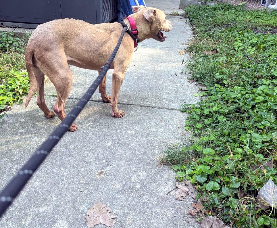 Enlarge Lady, a Adoptable mixed breed in Petersburg, VA image 6/6