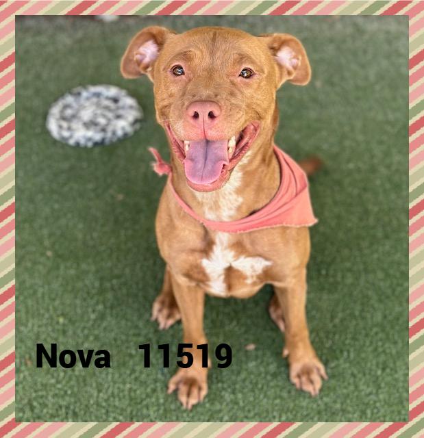 Introducing Nova She was brought to the shelter on because she was on a journey to find her way hom