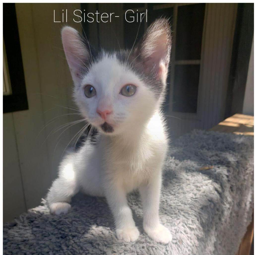 Little Sister, Adoptable, Kitten Female Domestic Short Hair.