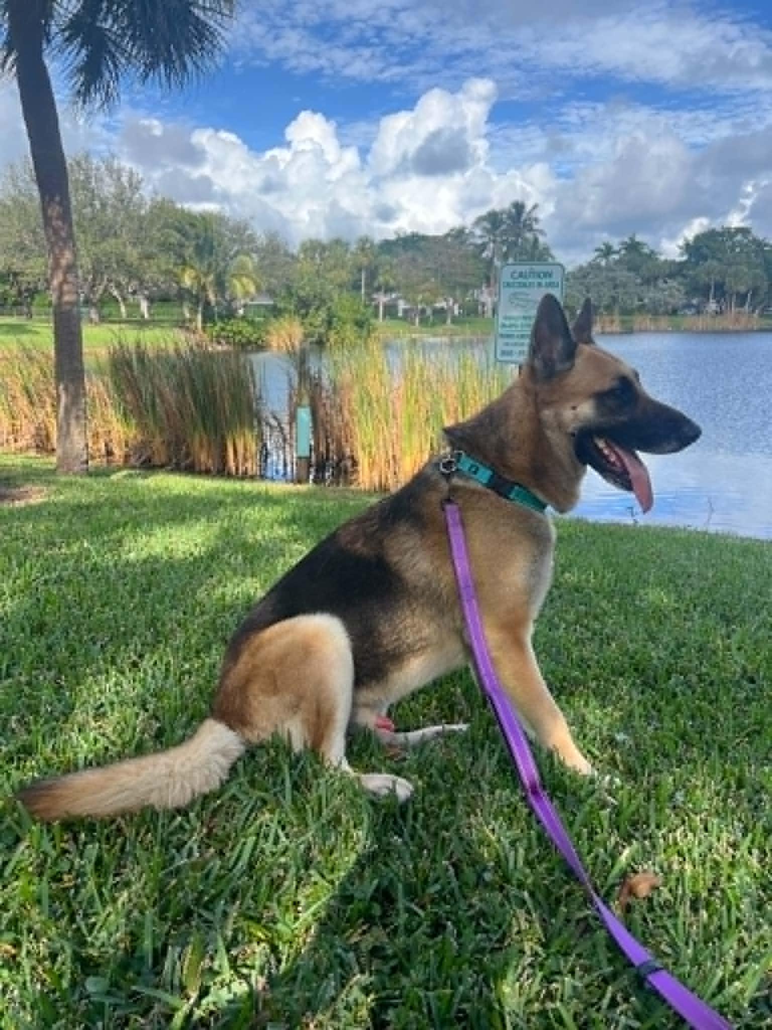 Rex 3141, Adoptable, Adult Male German Shepherd Dog.