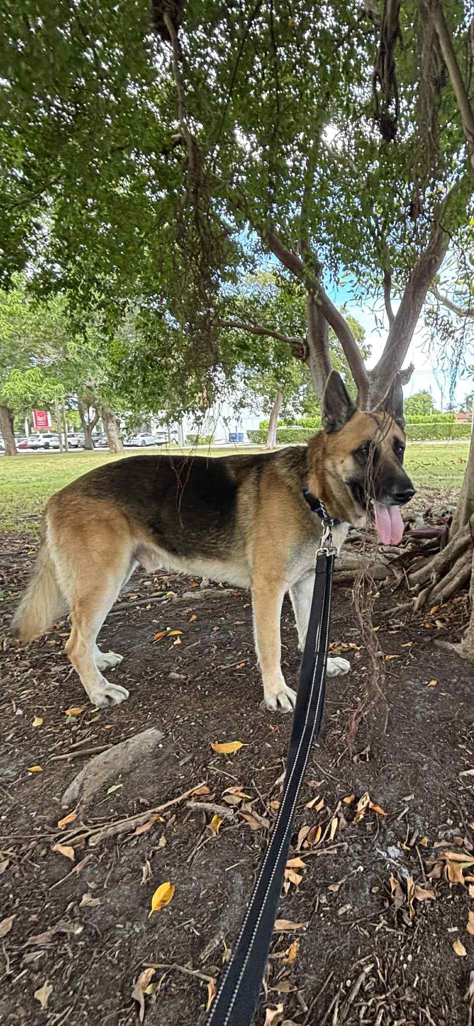 Enlarge Rex 3141, a Adoptable German Shepherd Dog in Pompano Beach, FL image 1/3