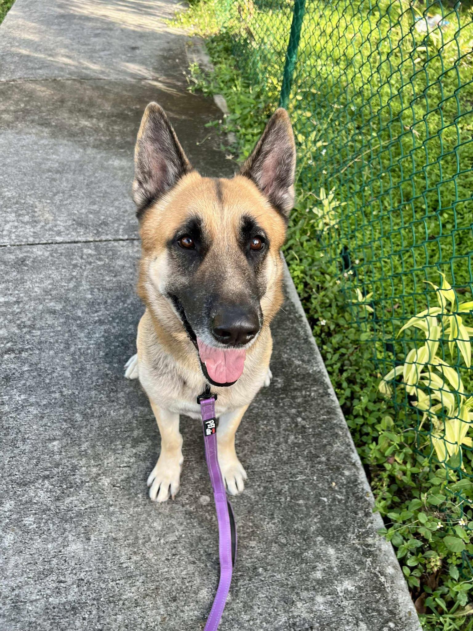 Rex 3141, a Adoptable German Shepherd Dog in Pompano Beach, FL image 2/3