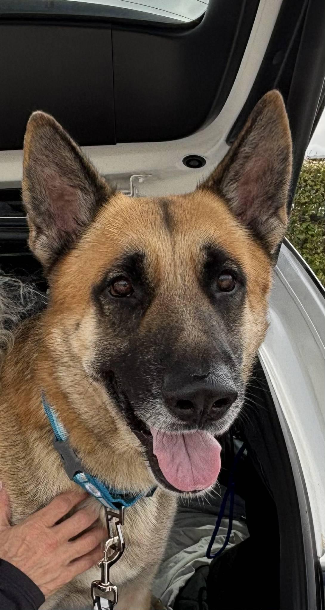 Enlarge Rex 3141, a Adoptable German Shepherd Dog in Pompano Beach, FL image 2/3