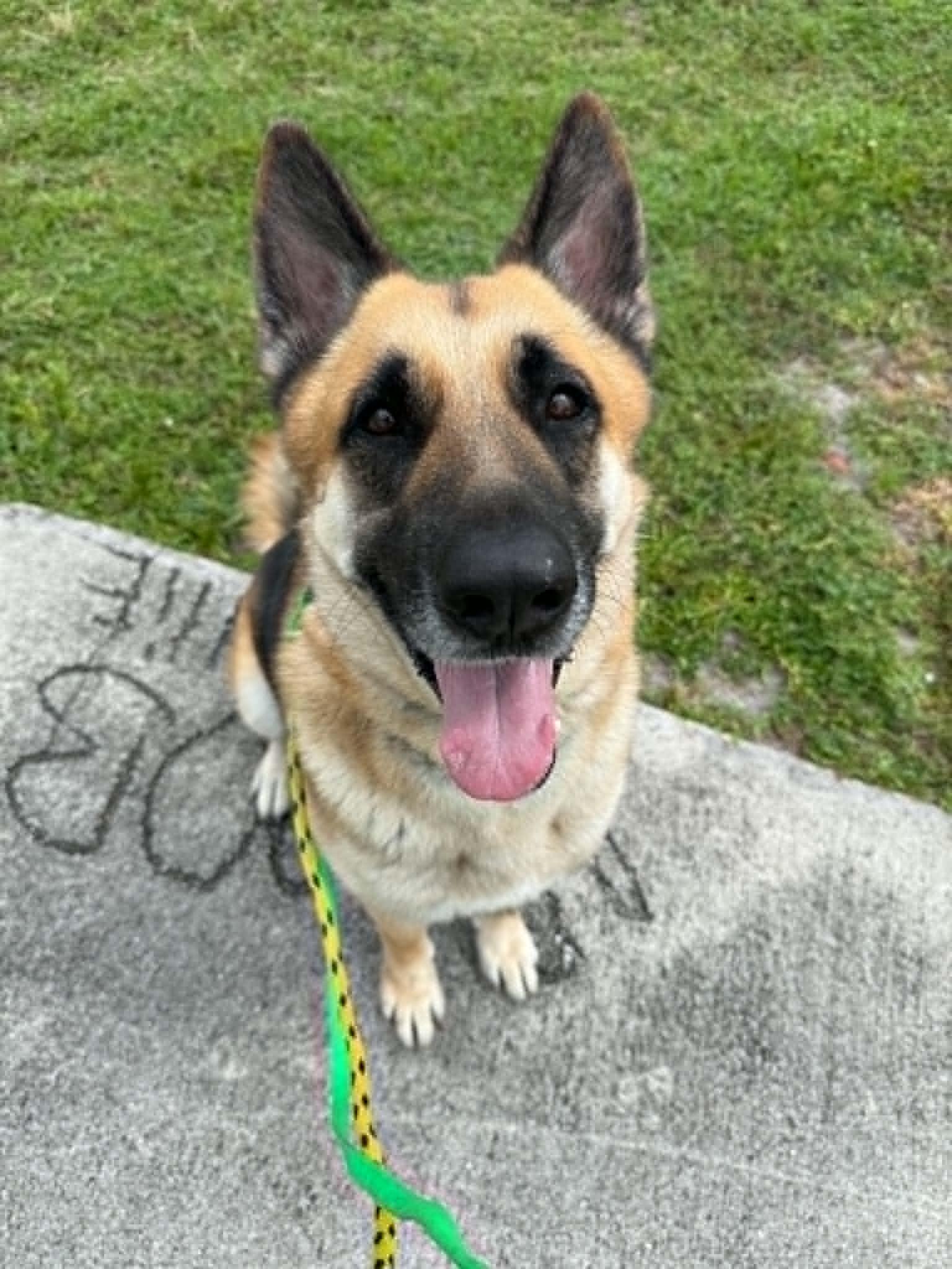 Rex 3141, a Adoptable German Shepherd Dog in Pompano Beach, FL image 3/3