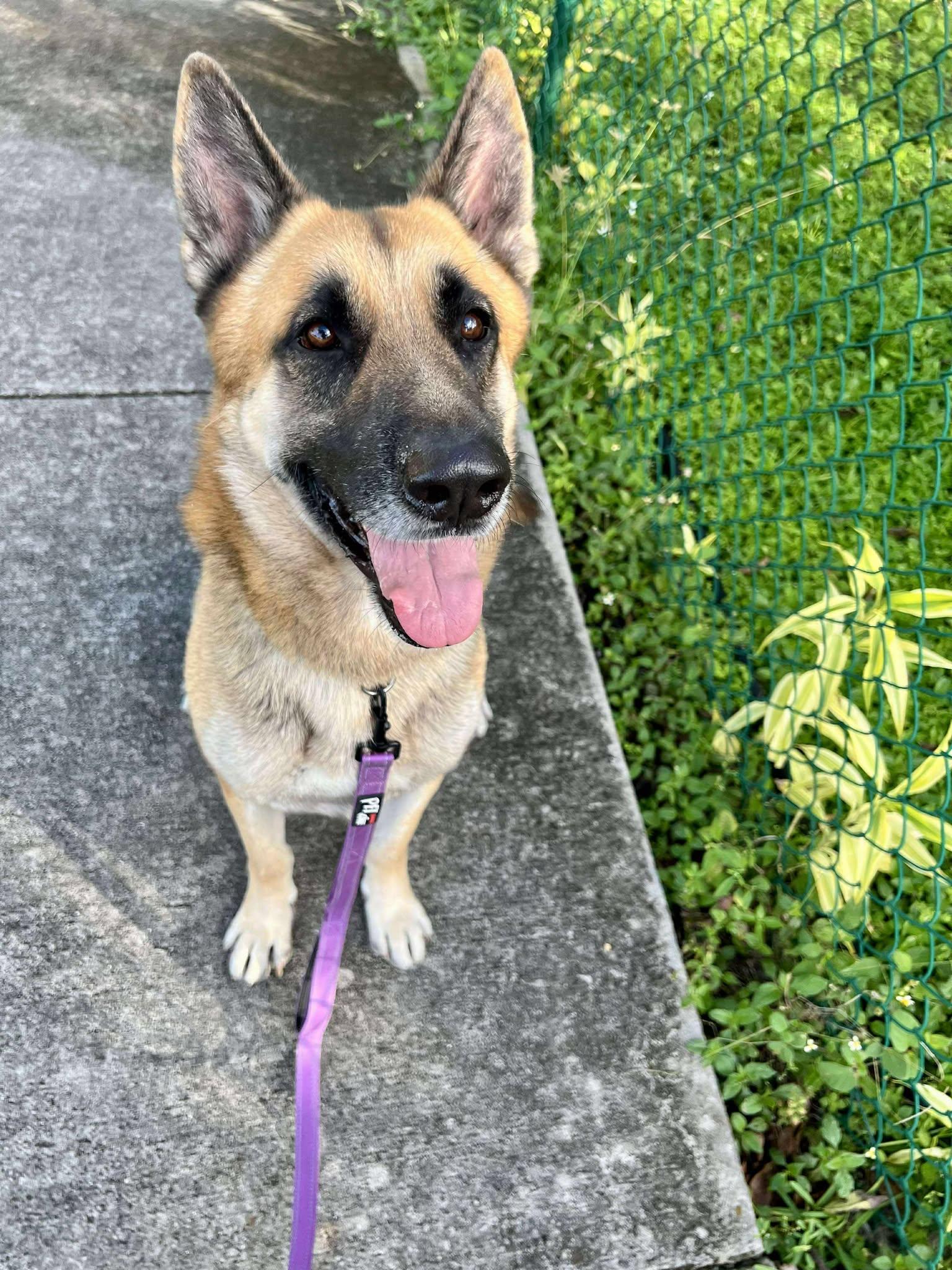Enlarge Rex 3141, a Adoptable German Shepherd Dog in Pompano Beach, FL image 3/3