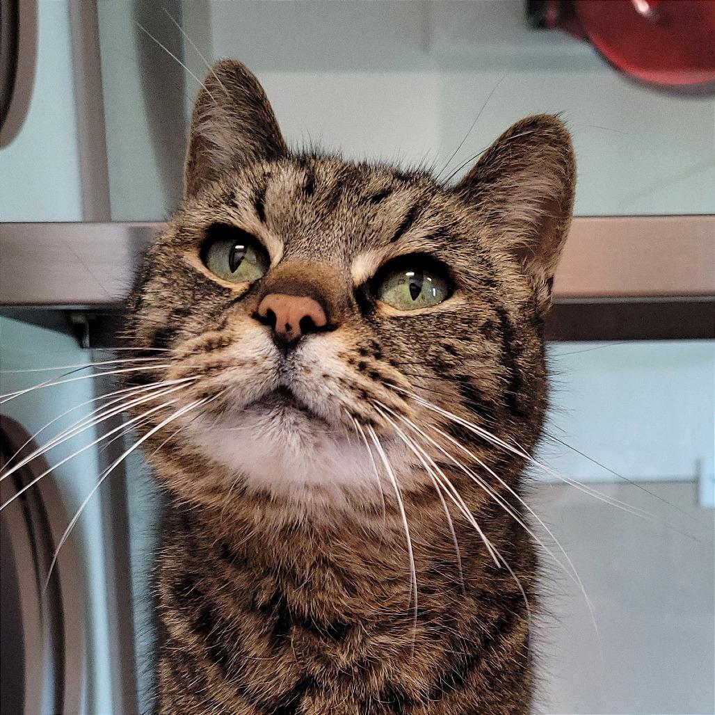 Mabel, a Adoptable Domestic Short Hair in Nashville, IN image 1/6