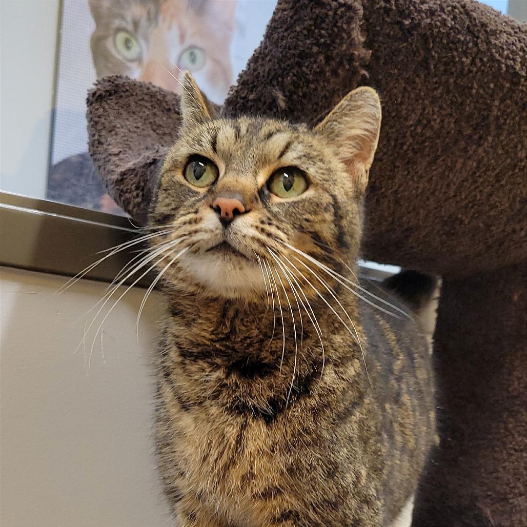 Mabel, a Adoptable Domestic Short Hair in Nashville, IN image 2/6