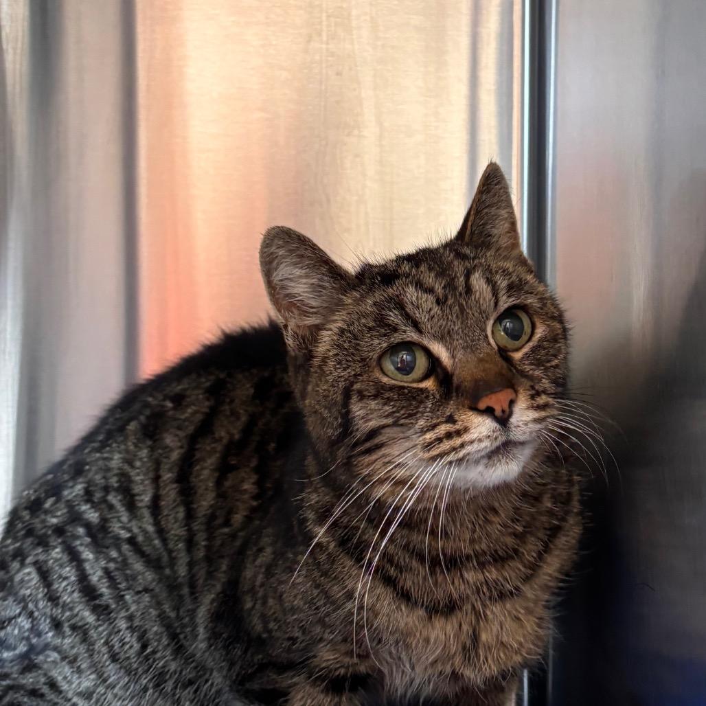 Mabel, a Adoptable Domestic Short Hair in Nashville, IN image 3/6