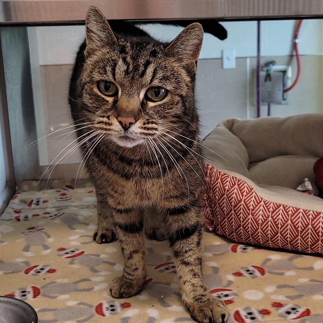 Mabel, a Adoptable Domestic Short Hair in Nashville, IN image 4/6