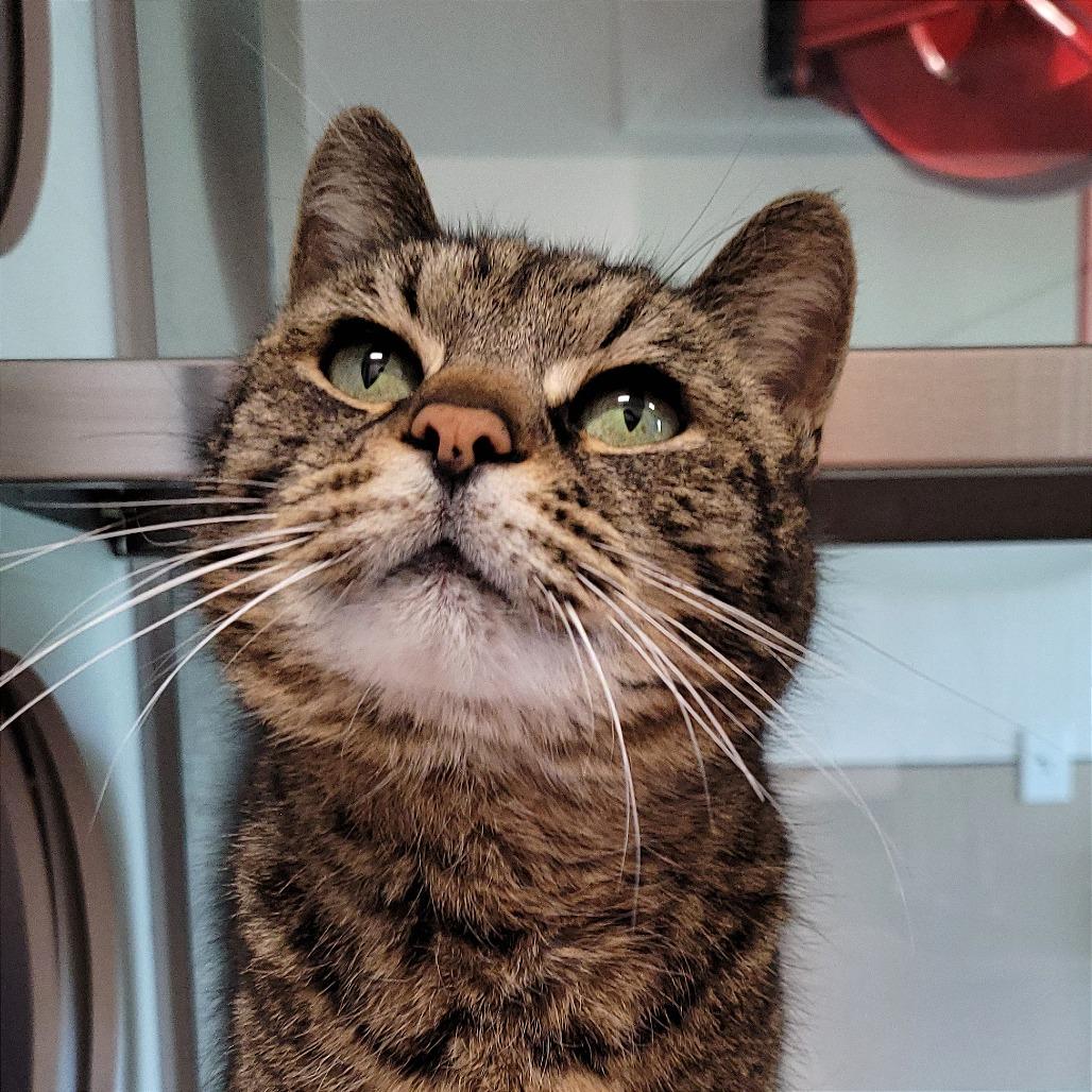 Mabel, a Adoptable Domestic Short Hair in Nashville, IN image 5/6