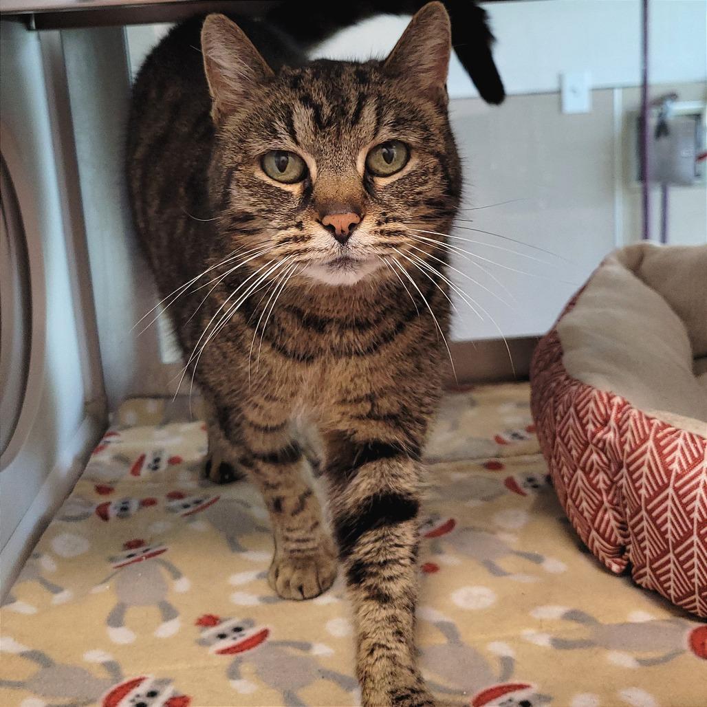 Mabel, a Adoptable Domestic Short Hair in Nashville, IN image 6/6