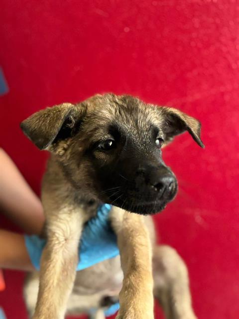 Enlarge A256323, a Adoptable mixed breed in Visalia, CA image 1/1