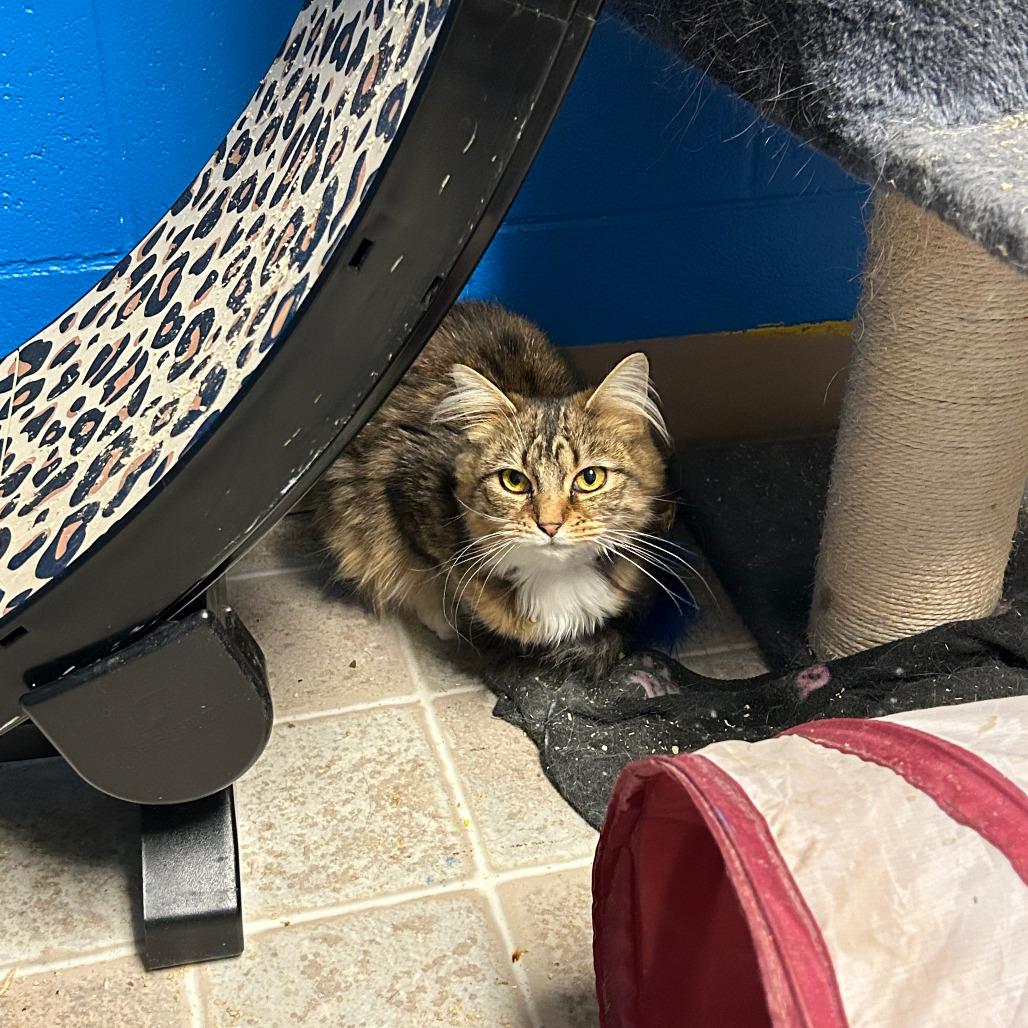 Poison, Adoptable, Young Female Domestic Long Hair.