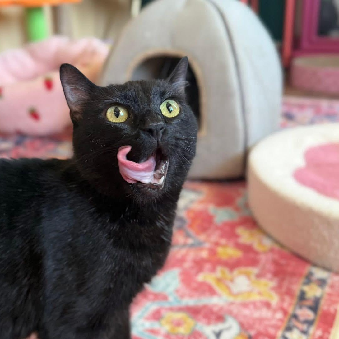Zara, Adopted, Young Female Domestic Short Hair.