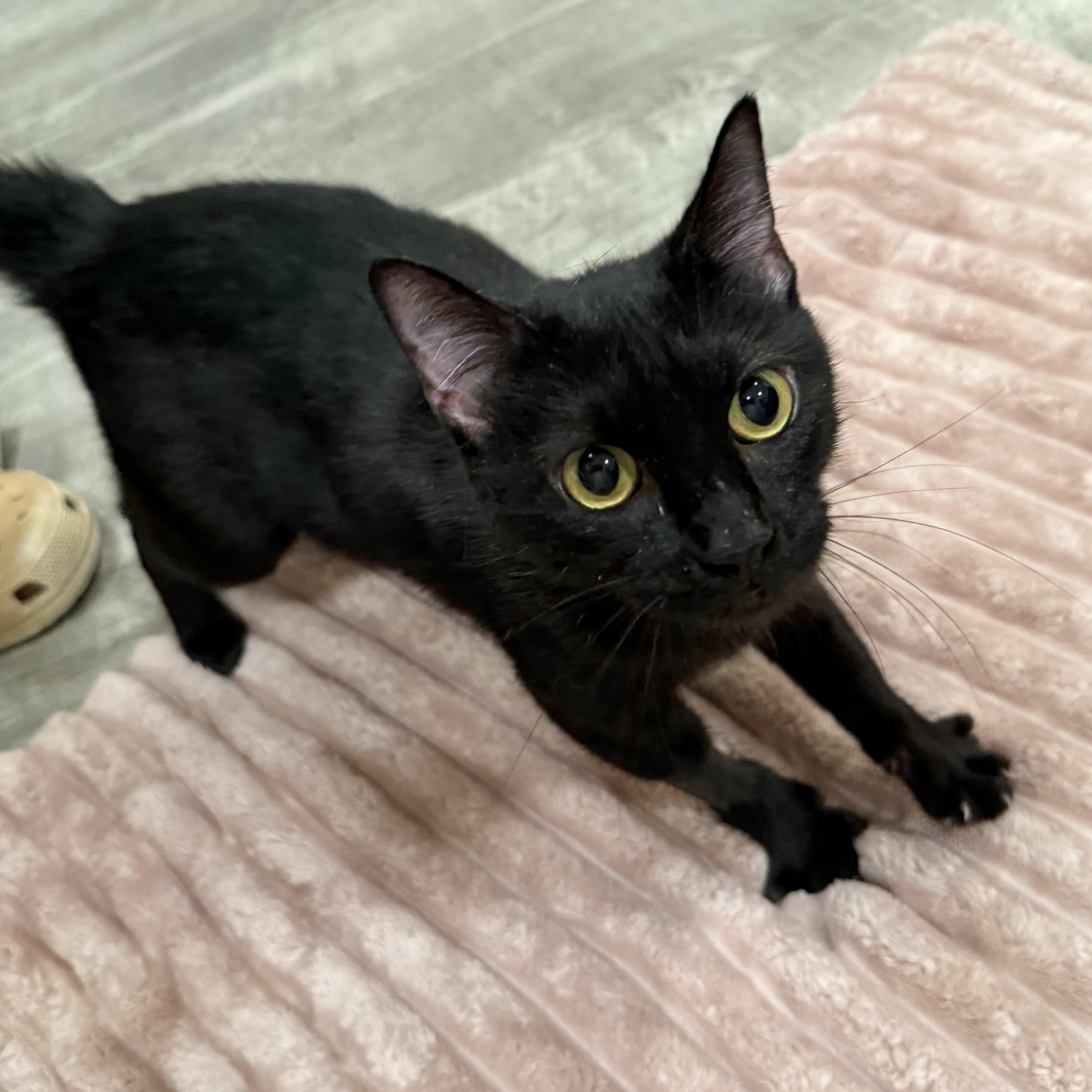 Enlarge Zara, a Adopted Domestic Short Hair in Sweetwater, TN image 2/4