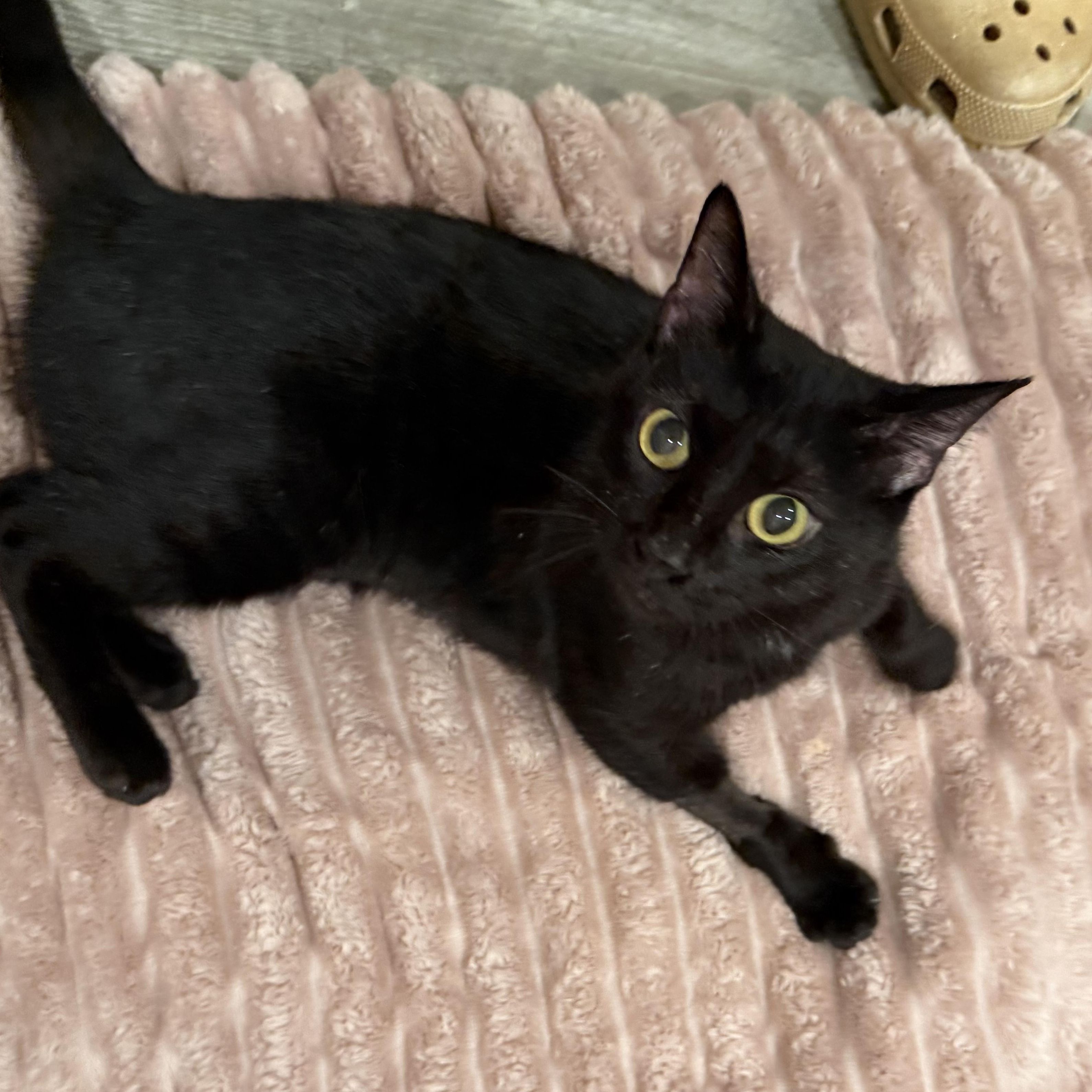 Enlarge Zara, a Adopted Domestic Short Hair in Sweetwater, TN image 3/4