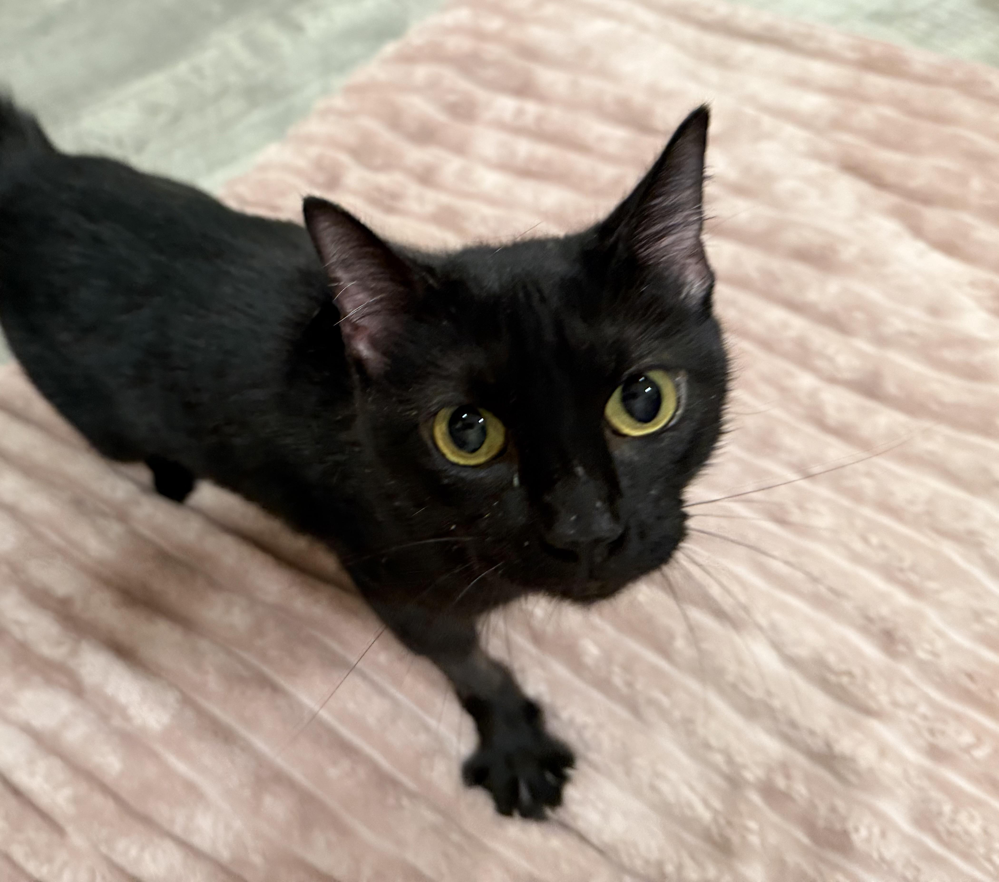 Enlarge Zara, a Adopted Domestic Short Hair in Sweetwater, TN image 4/4