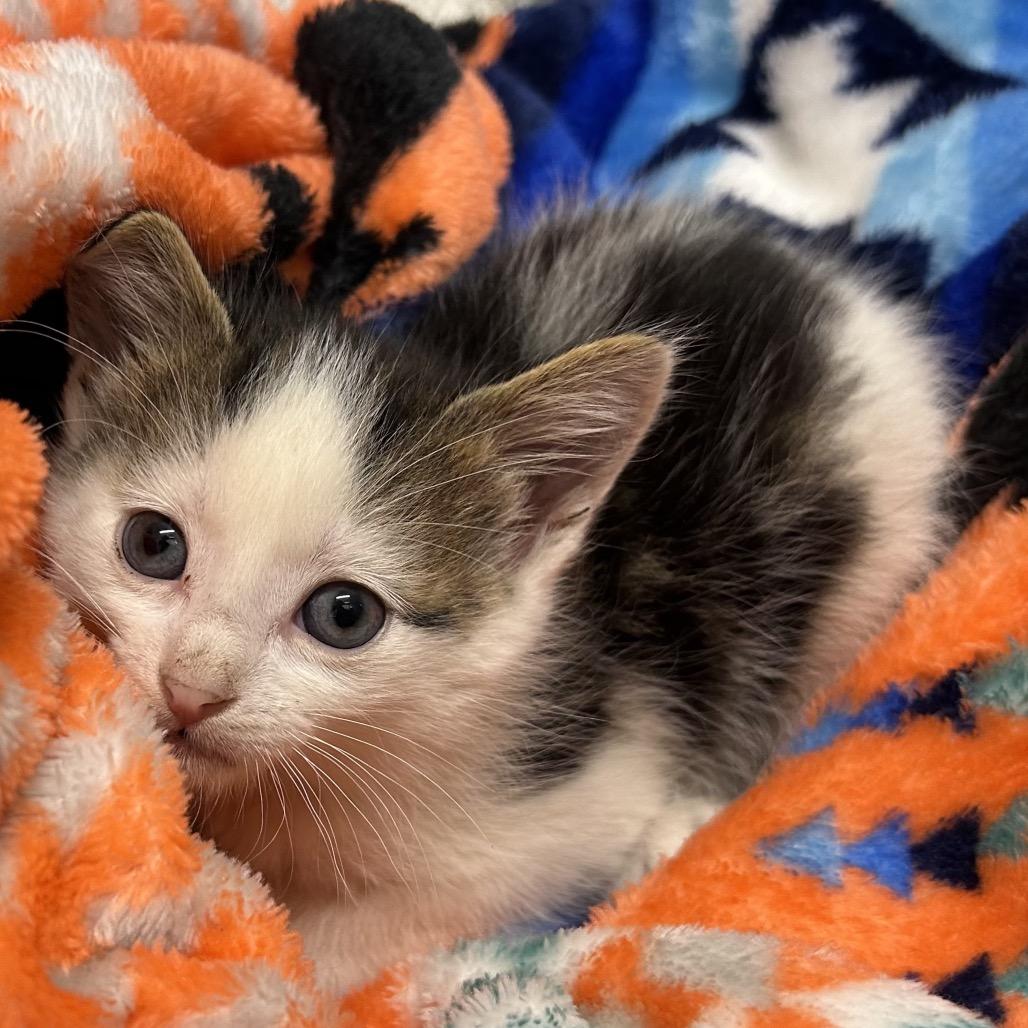 Enlarge Finnick, a Adoptable Domestic Short Hair in Bismarck, ND image 3/6